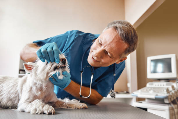 Best Same-Day Emergency Dental Services in Granite Hills, CA